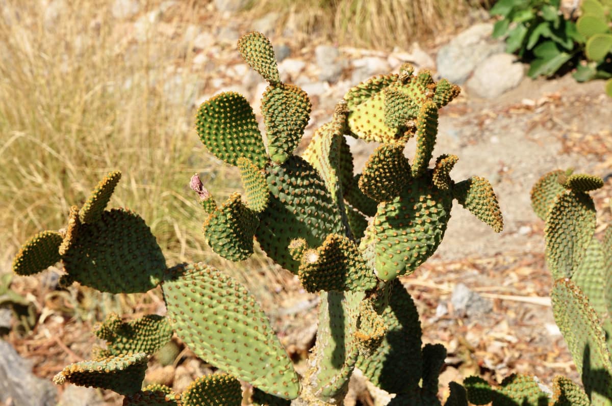 Desert Garden