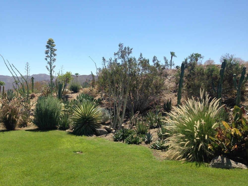 Yucca and native plants in the desert garden